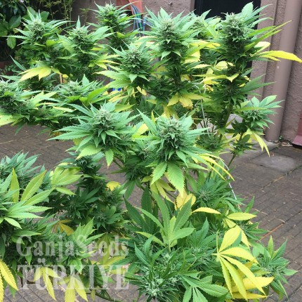 Durban Poison feminised Ganja Seeds