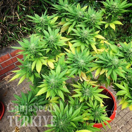 Durban Poison feminised Ganja Seeds