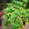 Durban Poison feminised Ganja Seeds