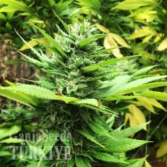 Durban Poison feminised Ganja Seeds