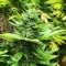 Durban Poison feminised Ganja Seeds