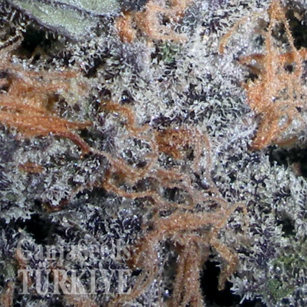 Auto Lavender feminised Ganja Seeds