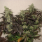 Auto Lavender feminised Ganja Seeds Orijinal ambalajda kenevir tohumları
