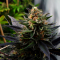 Auto Lavender feminised Ganja Seeds Ucuz kenevir tohumu fiyatları