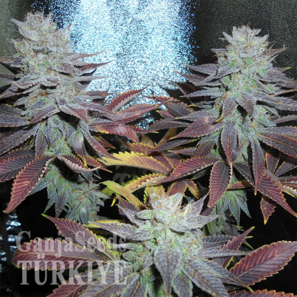 Auto Lavender feminised Ganja Seeds