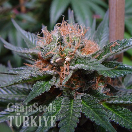 Auto Lavender feminised Ganja Seeds