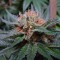 Auto Lavender feminised Ganja Seeds Acemiler için kenevir tohumları