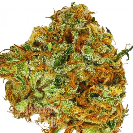 Colossus feminised GanjaVIP Seeds