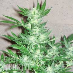 Euforia feminised Ganja Seeds