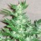 Euforia feminised Ganja Seeds