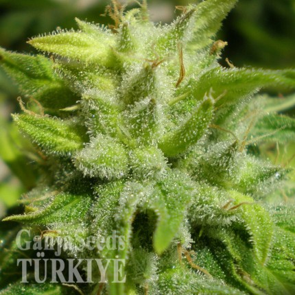 Euforia feminised Ganja Seeds