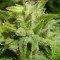 Euforia feminised Ganja Seeds