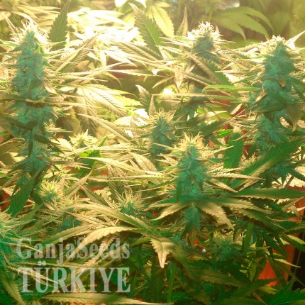 Daken feminised GanjaVIP Seeds