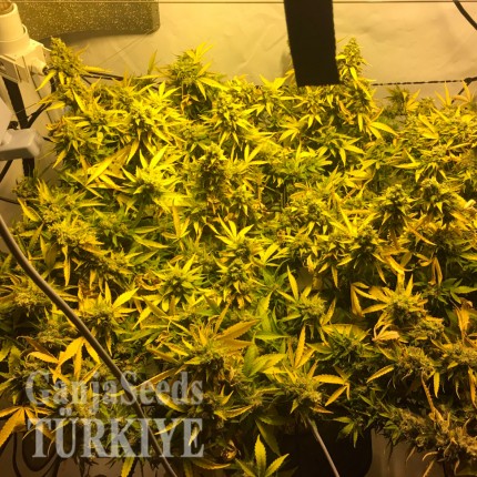 Daken feminised GanjaVIP Seeds