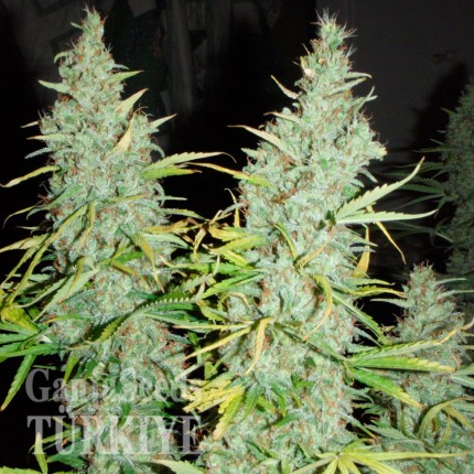 Daken feminised GanjaVIP Seeds