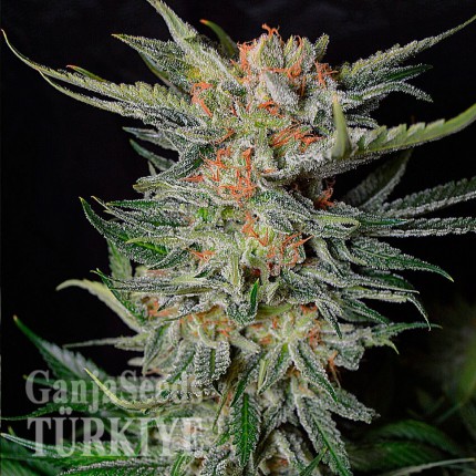 Daken feminised GanjaVIP Seeds