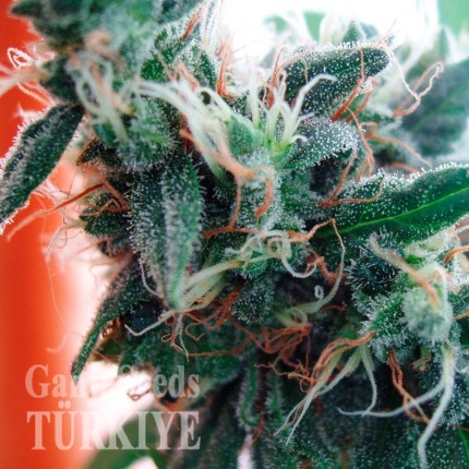 Daken feminised GanjaVIP Seeds