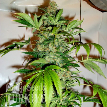 Daken feminised GanjaVIP Seeds