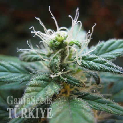 Daken feminised GanjaVIP Seeds