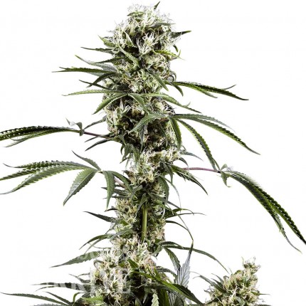 Daken feminised GanjaVIP Seeds