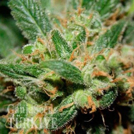 Freddy's Best feminised Ganja Seeds