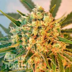 Freddy's Best feminised Ganja Seeds