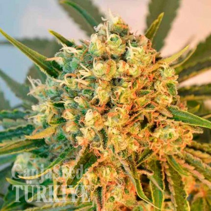 Freddy's Best feminised Ganja Seeds