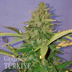 Auto Hindu Kush feminised Ganja Seeds