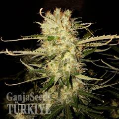 Auto OG Kush feminised Ganja Seeds