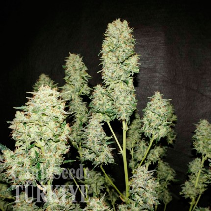 Auto OG Kush feminised Ganja Seeds