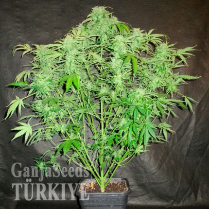 Auto OG Kush feminised Ganja Seeds