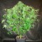 Auto OG Kush feminised Ganja Seeds Tıbbi sınıf kenevir çeşidi tohumları