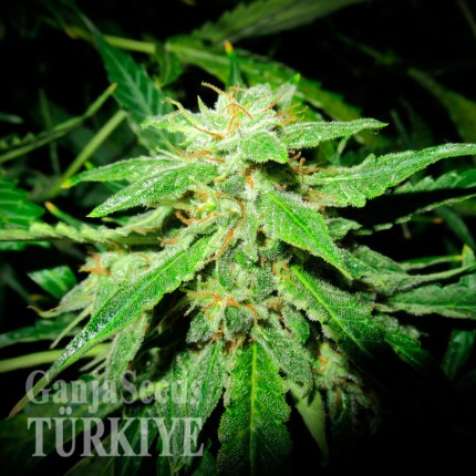 Auto OG Kush feminised Ganja Seeds