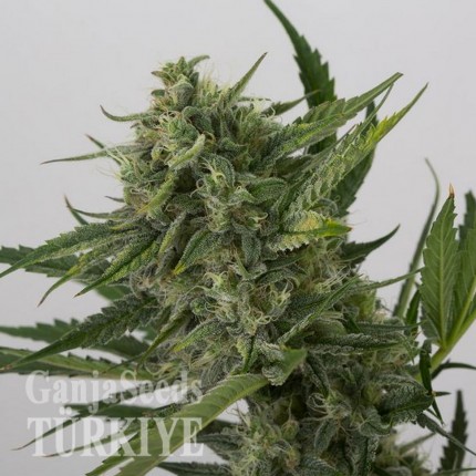 Auto OG Kush feminised Ganja Seeds