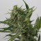 Auto OG Kush feminised Ganja Seeds Otoçiçeklenen kenevir tohumları