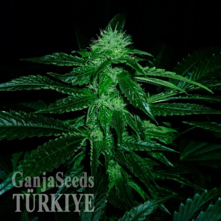 Auto OG Kush feminised Ganja Seeds