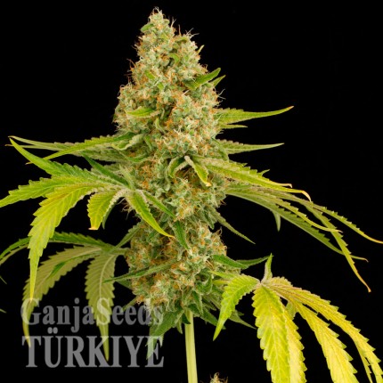 Auto OG Kush feminised Ganja Seeds