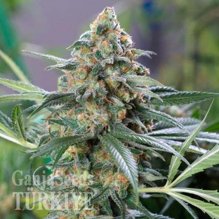 Auto OG Kush feminised Ganja Seeds