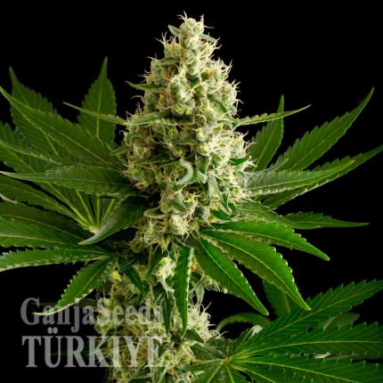 Auto OG Kush feminised Ganja Seeds