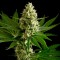 Ankara’da  Auto OG Kush feminised Ganja Seeds kenevir tohumu