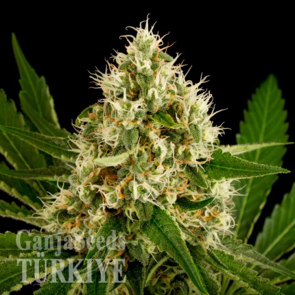 Auto OG Kush feminised Ganja Seeds