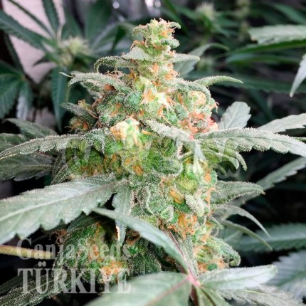 Deathlok feminised GanjaVIP Seeds