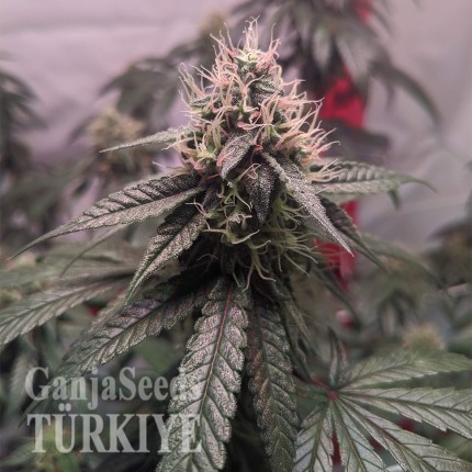 Gorilla Glue feminised Ganja Seeds