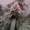 Gorilla Glue feminised Ganja Seeds