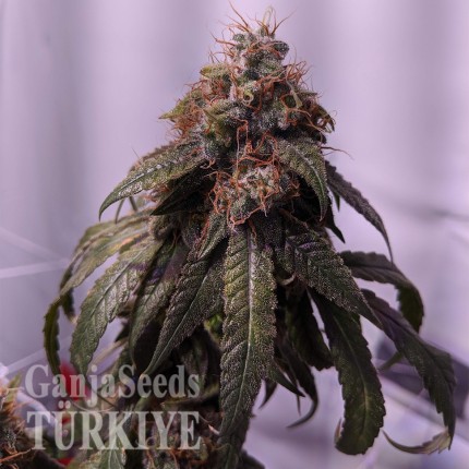 Gorilla Glue feminised Ganja Seeds