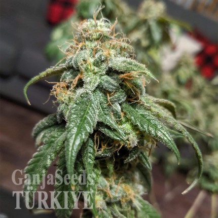 Gorilla Glue feminised Ganja Seeds