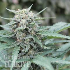 Auto Lemon Skunk feminised Ganja Seeds