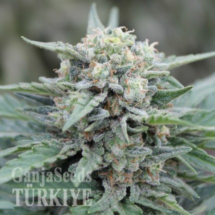 Auto Lemon Skunk feminised Ganja Seeds