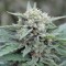 Auto Lemon Skunk feminised Ganja Seeds Güçlü kenevir tohumları