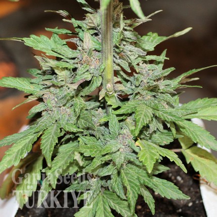 Auto Lemon Skunk feminised Ganja Seeds